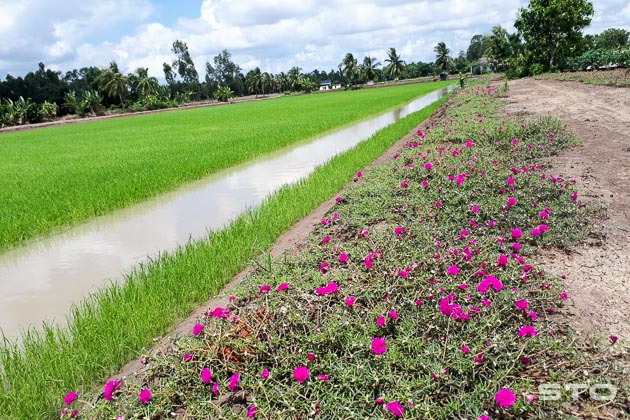 Xây dựng nông thôn mới gắn với tăng cường liên kết sản xuất (26/9/2019)